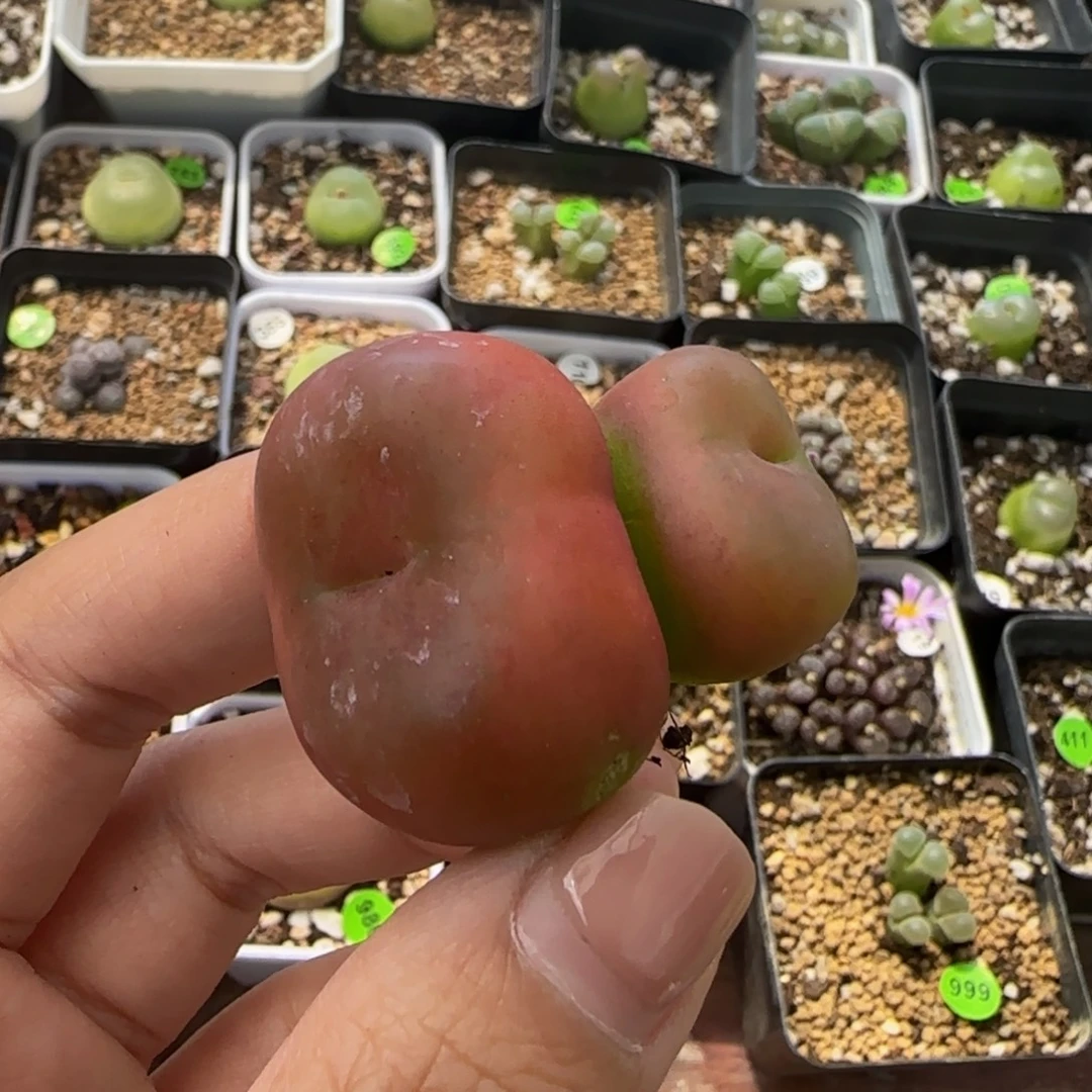 水蜜桃2.1/3.2cm（疤）多肉307