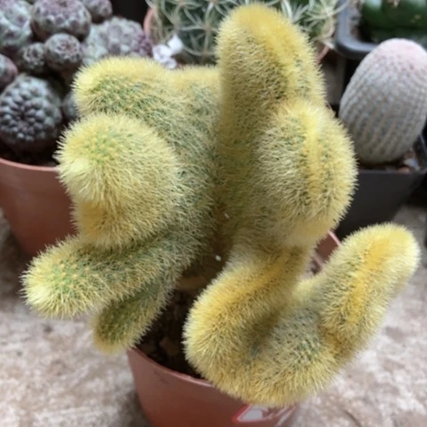 金丝猴缀超人气20米