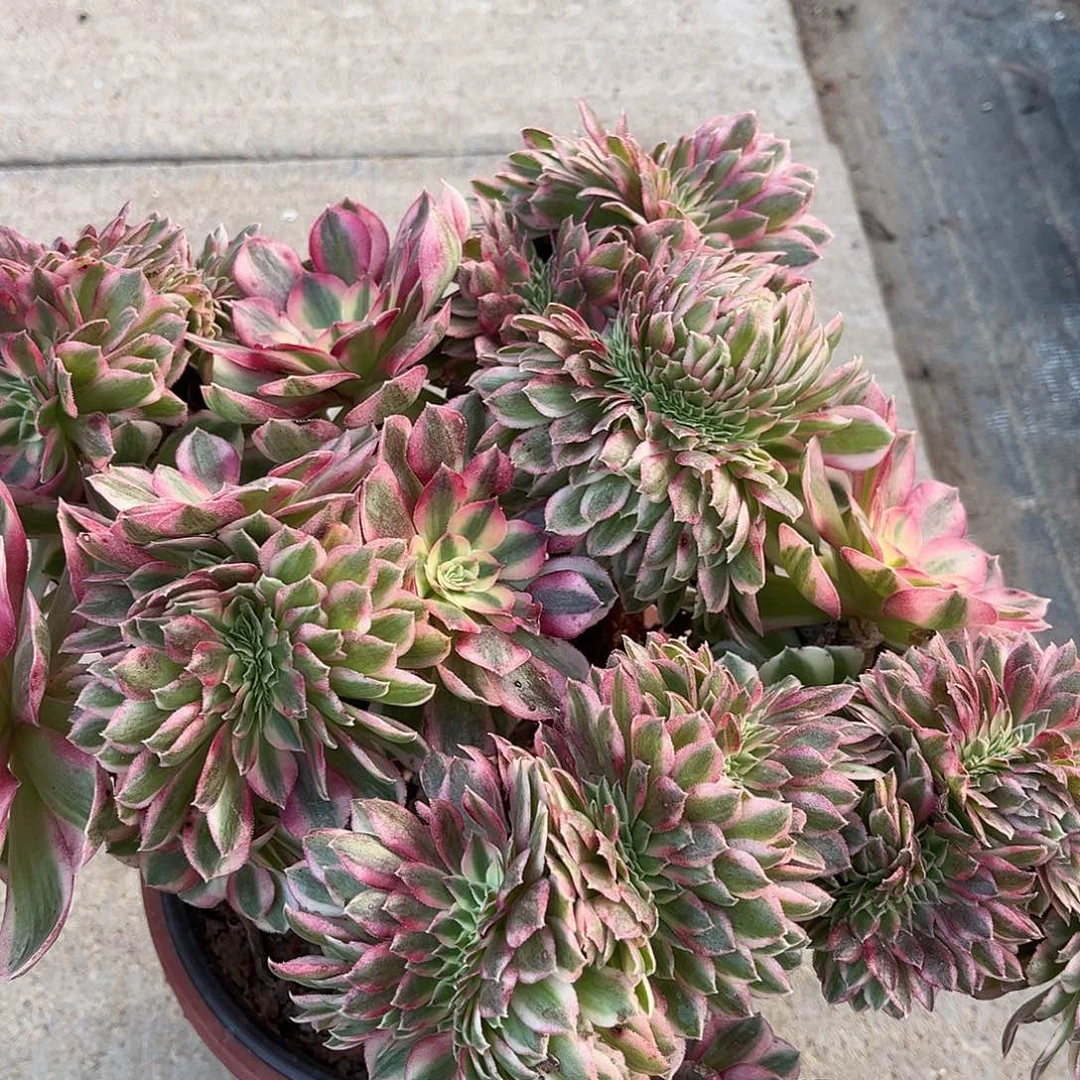 倾城缀化法师多肉植物