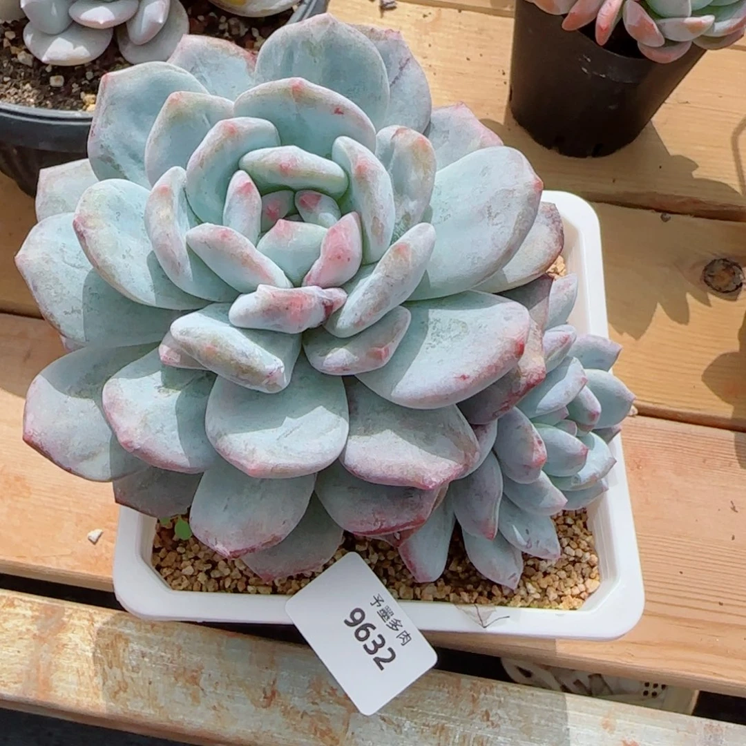 星影石化，9632多肉植物