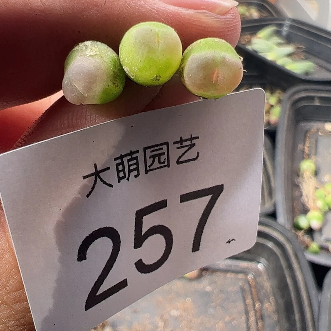 一物一拍默认微瑕。   257