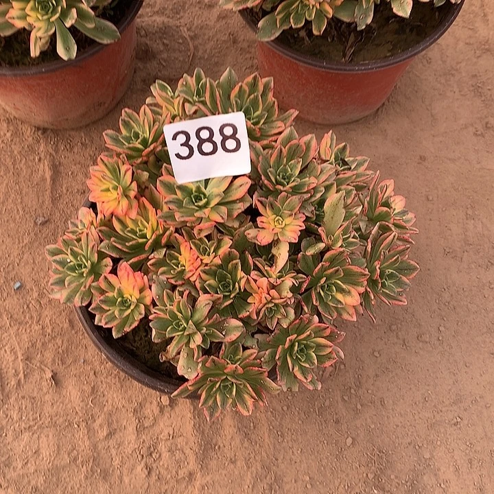 无花朵388甜茶量拍中随机发