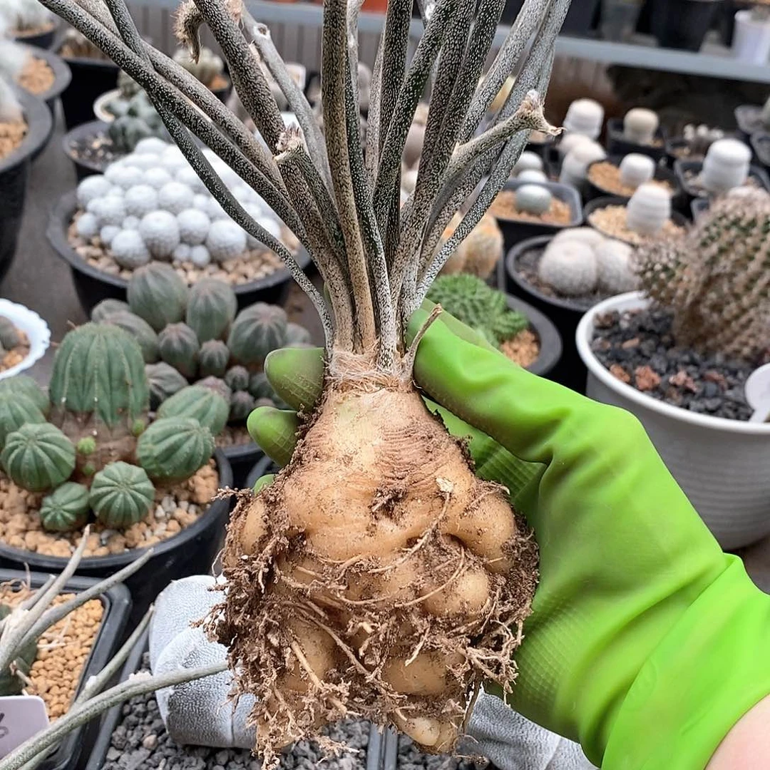 实生8公分美杜莎仙人球