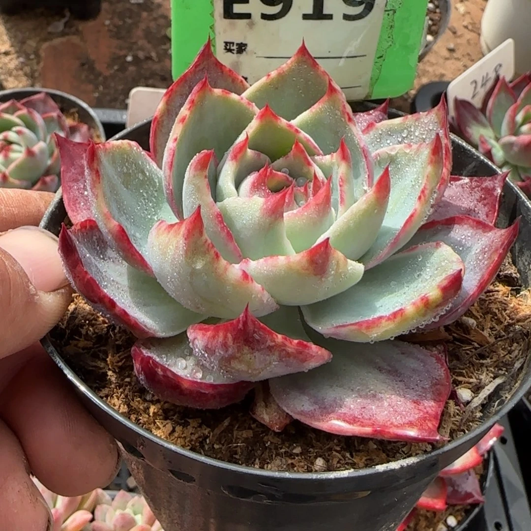 惊鸿一物一拍包装收缩花旱919