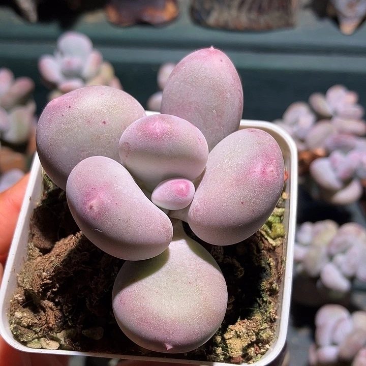 加菲猫sp一物一拍