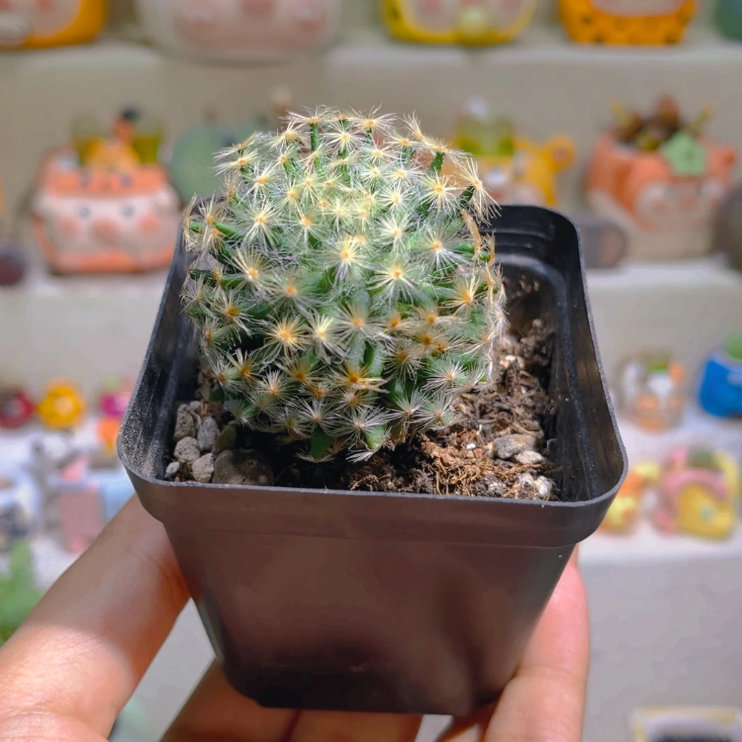 200白花明星高端仙人球