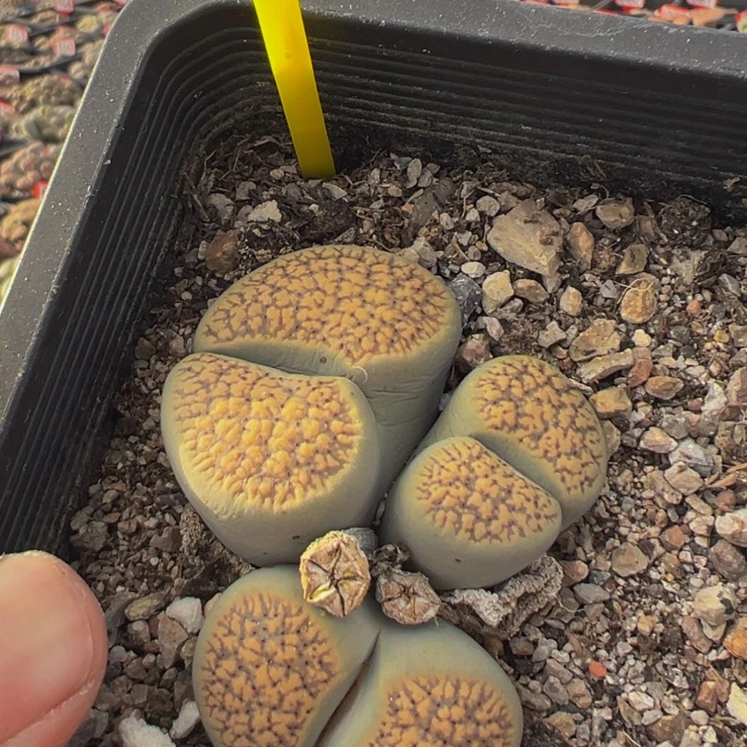 739 生石花大群生大群生