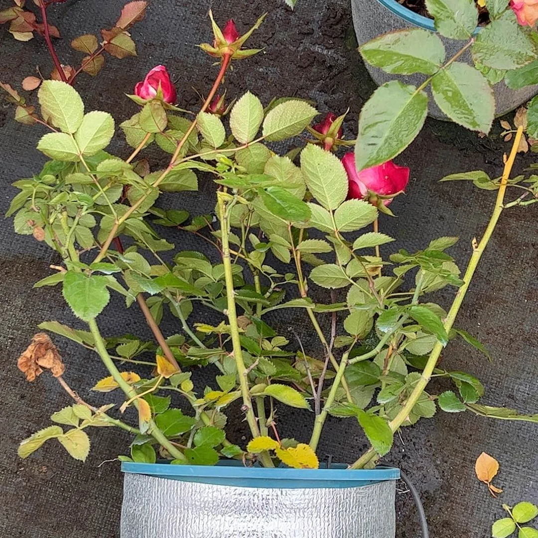 无花朵莎娜，1.8加仑土球发货