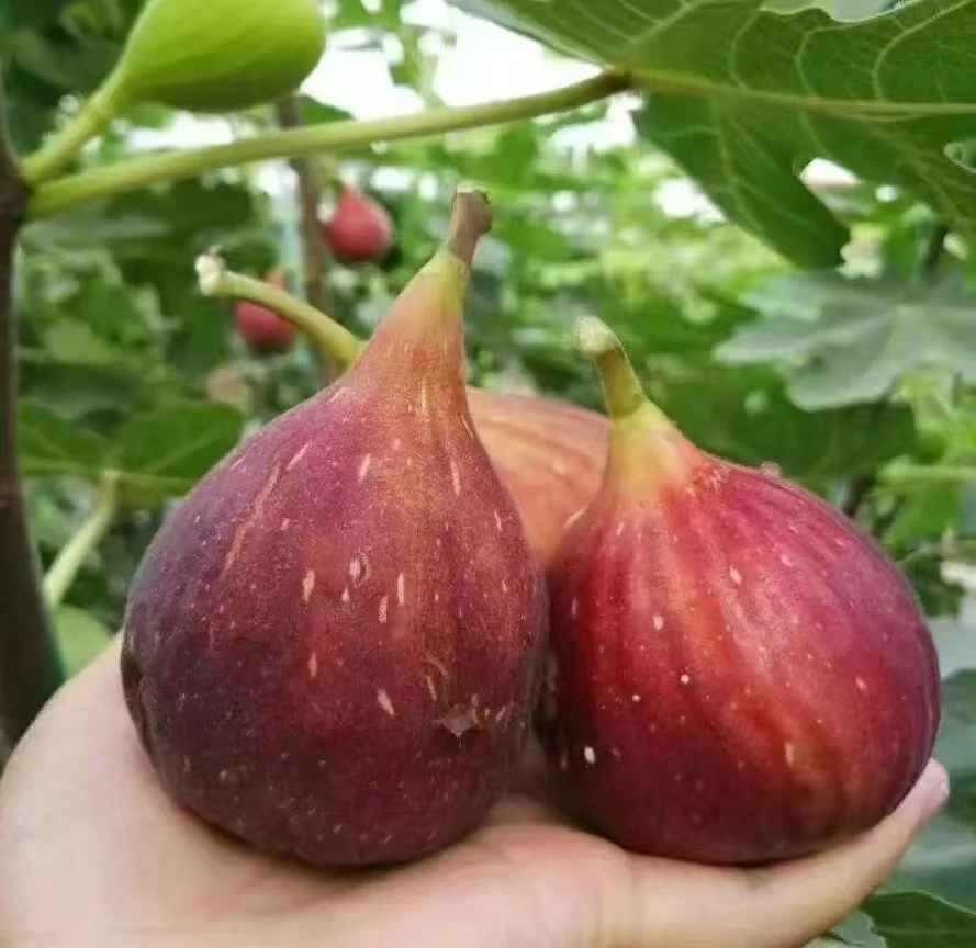 原土带叶波姬红盆栽耐寒南北方盆栽地栽