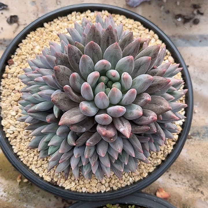 多肉植物一物一拍