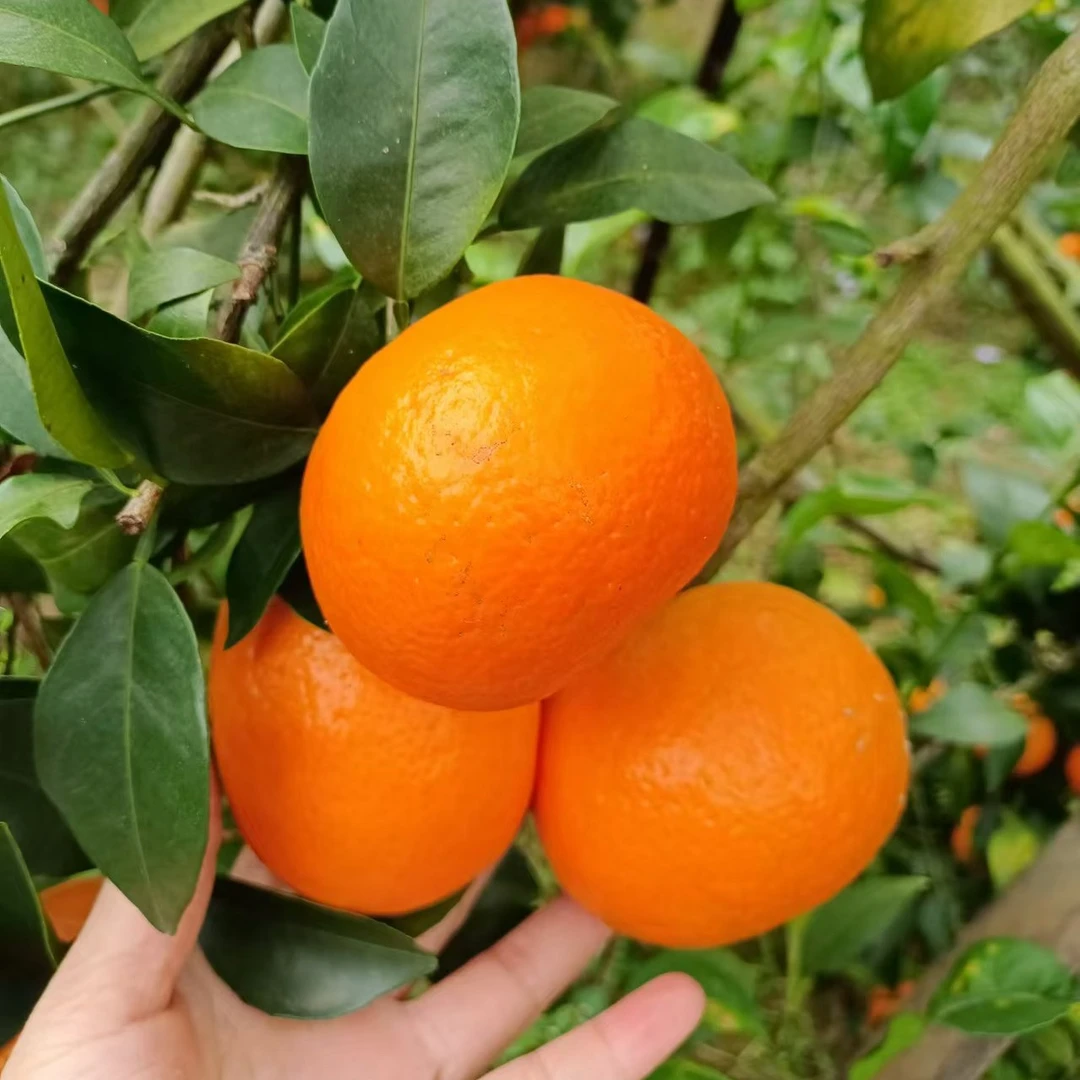 广西象州沃柑优选中大果5斤9斤装