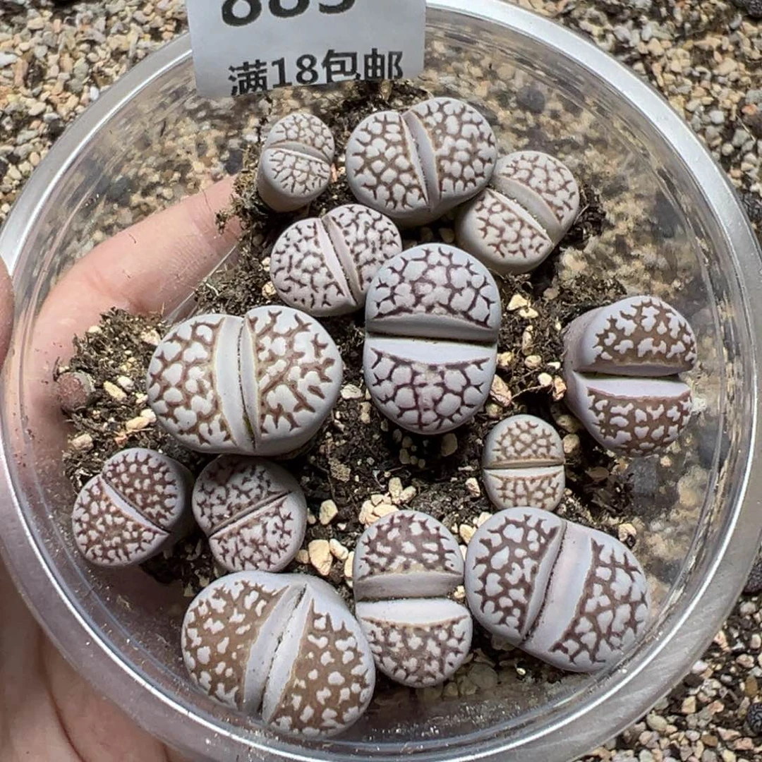 【闪购商品】883……