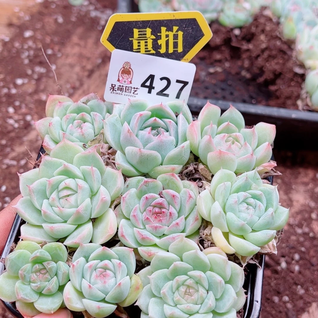 多肉植物多肉植物