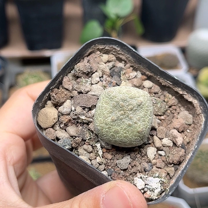 无花朵四角凝蹄玉实生2.6cm