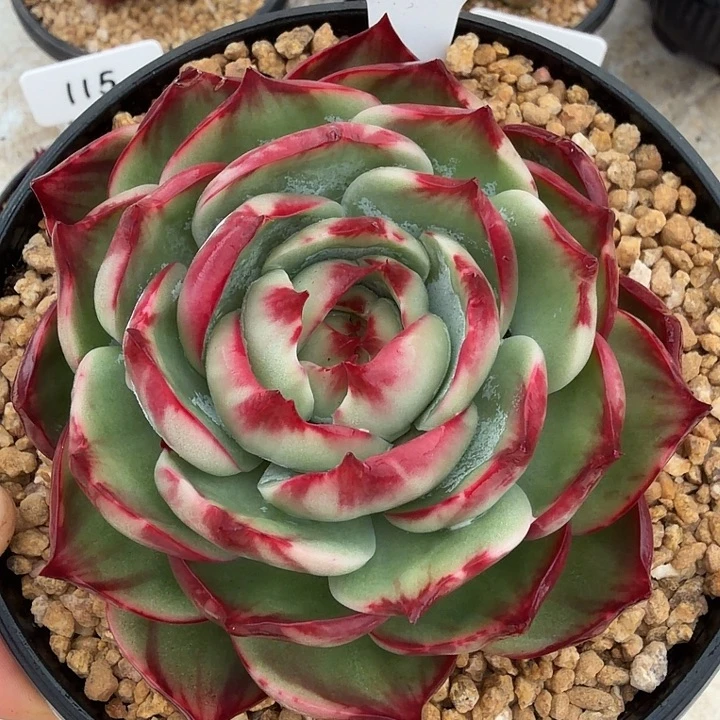 107号惊鸿仙子多肉
