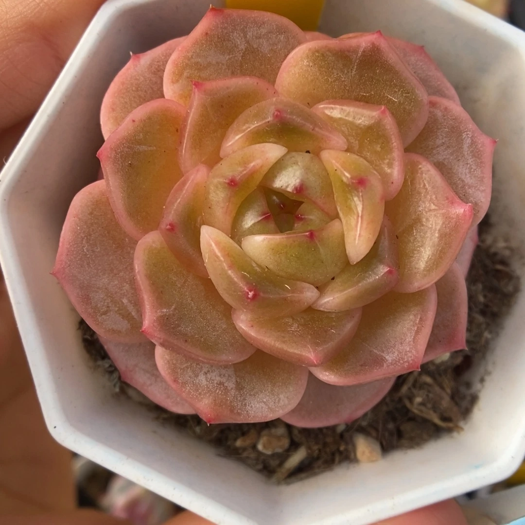 油透珍妮可拍964号。