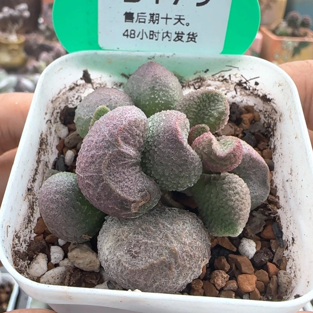 水蜜桃水泡。  179。
