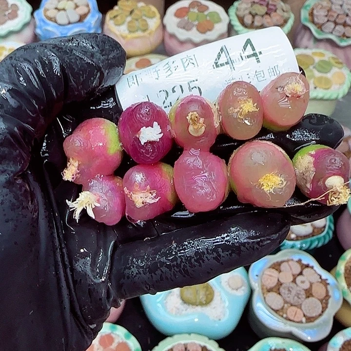 生石花满18包邮1225-44