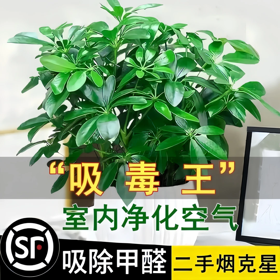 八方来财盆栽鸭脚木七叶莲室内花卉绿植四季常青净化空气招财植物
