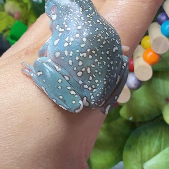 老爷树蛙满爆 大花蓝母