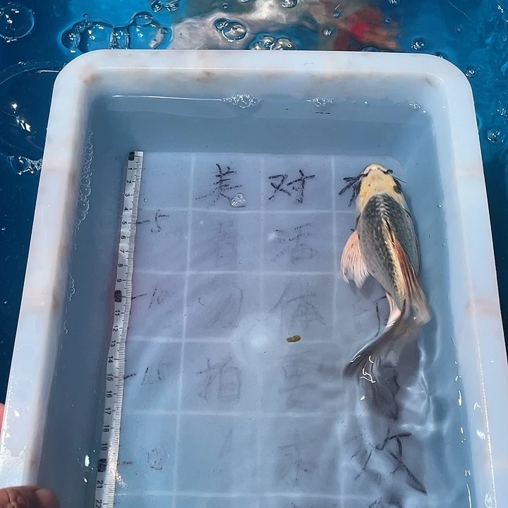 蝴蝶鲤鱼渔场直发94
