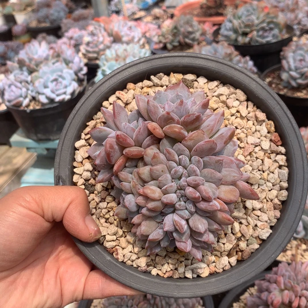 无花朵朵朵缀化花花花花花花111