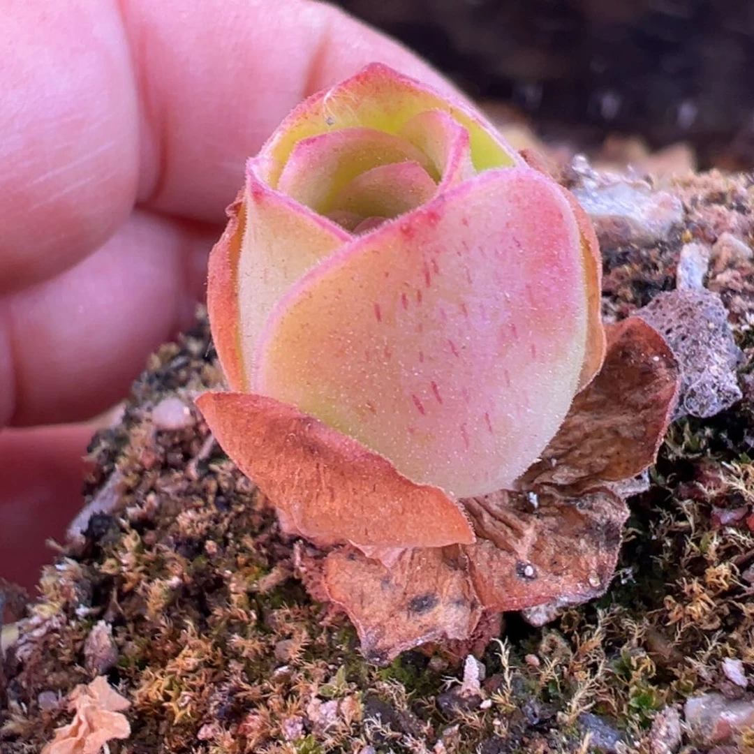 腺体基因捡漏福利 T003