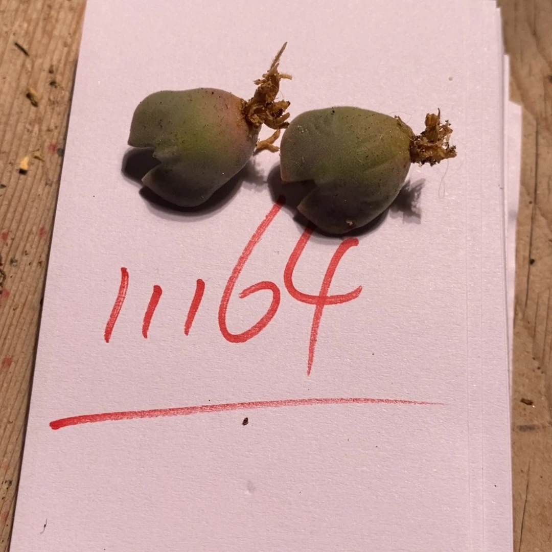 阿**?11164一组一组一组