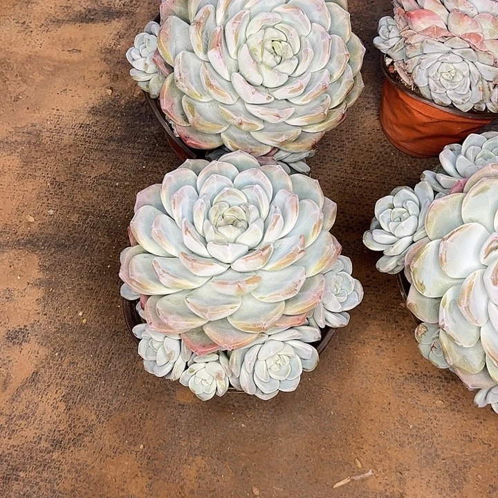 李***欢冰玉群生，一物一拍