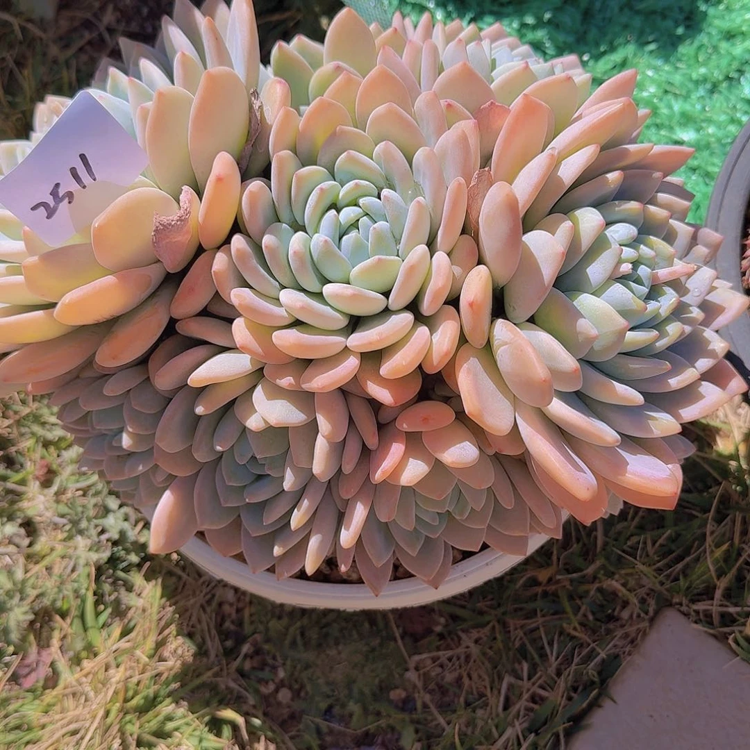 L*M2511冷香多肉植物