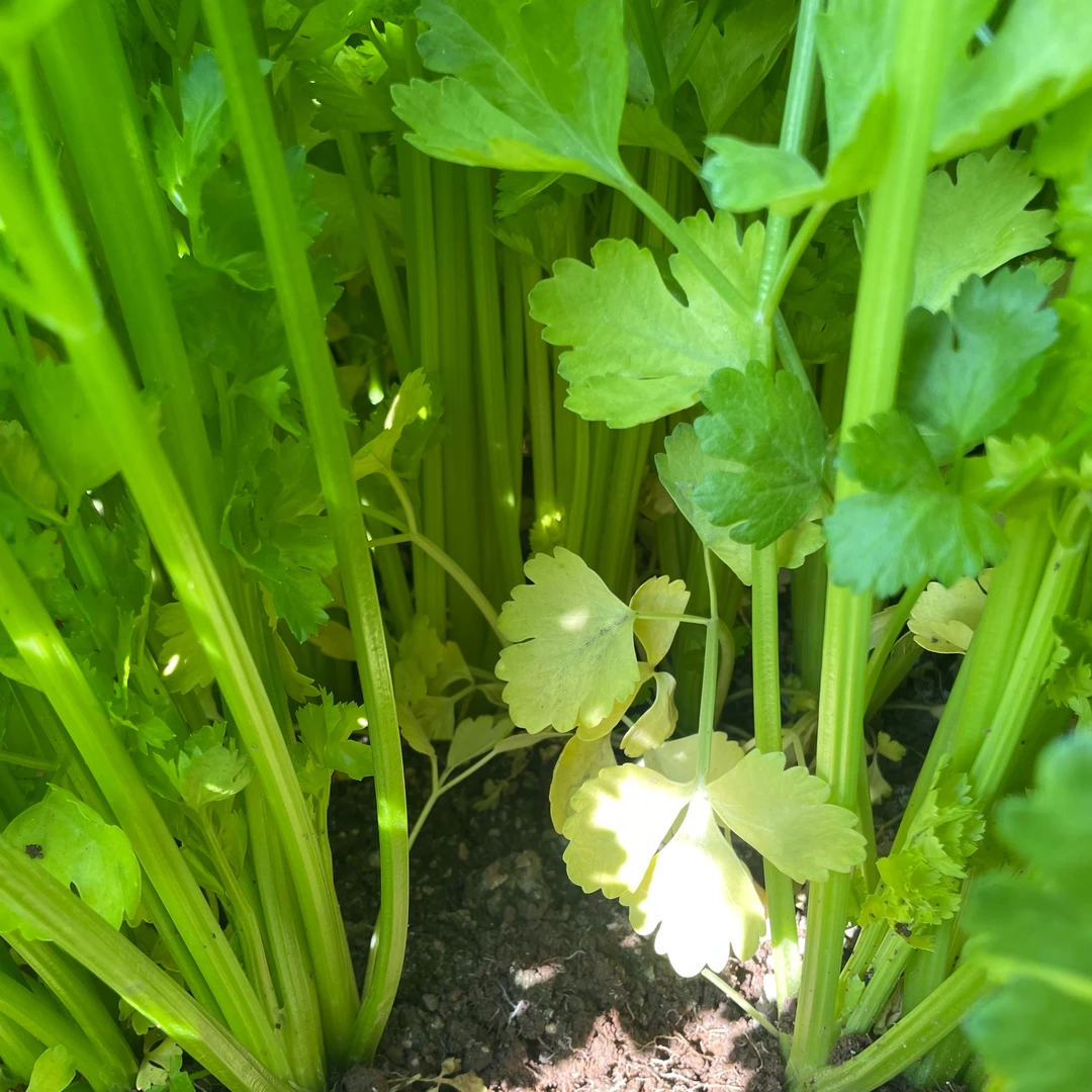 精品小香芹云南露天种植带土小香芹芹菜