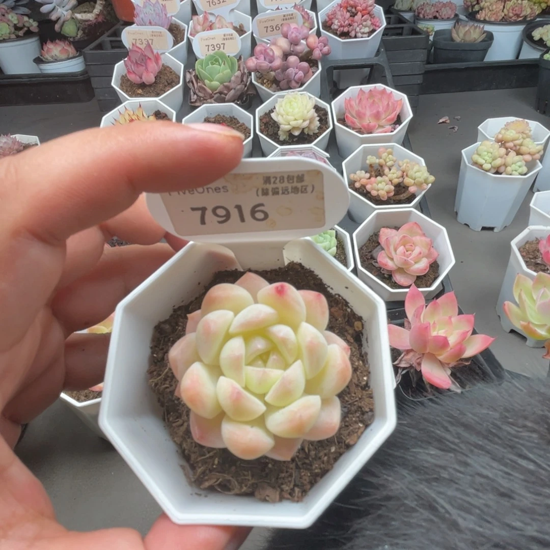 7916白桃汽水4.0厘米