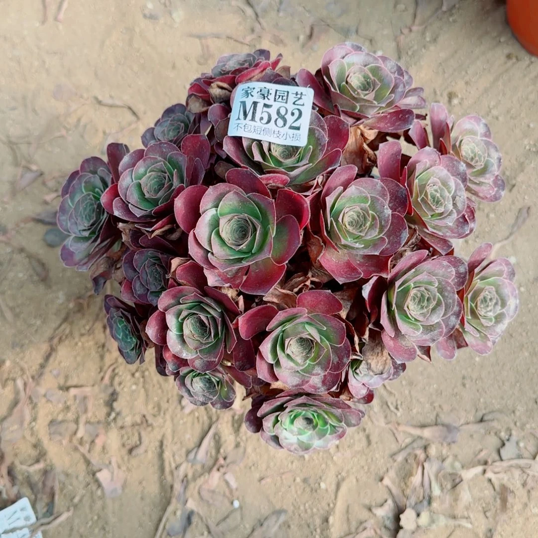 魅金玫瑰发师582冠幅22