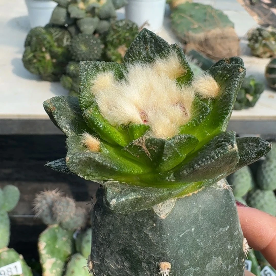 【闪购商品】无花朵纯种苗接大尤博士