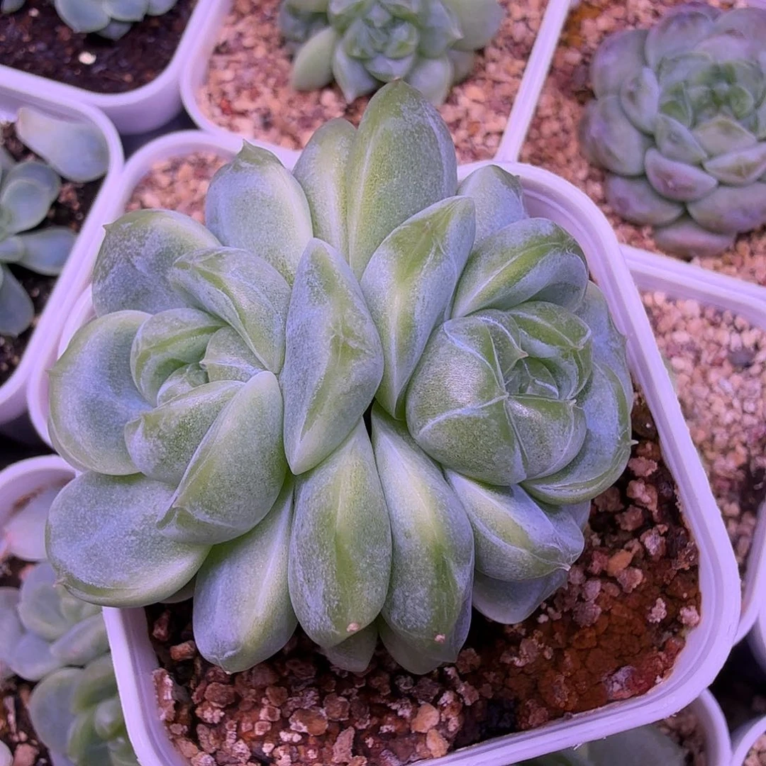 财富密码暴富一物一拍