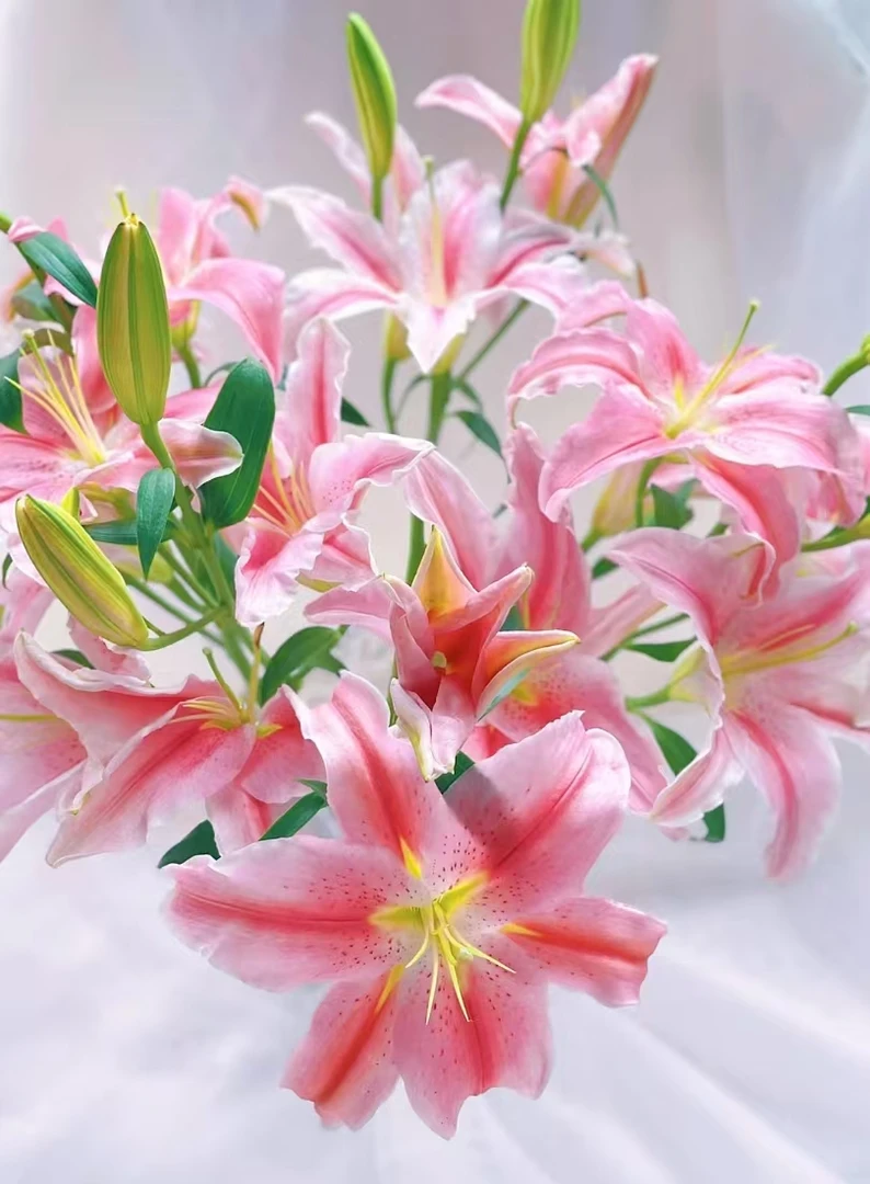 【索尔邦百合】粉色经典香水百合 全场任意满两单鲜花包邮（坤）