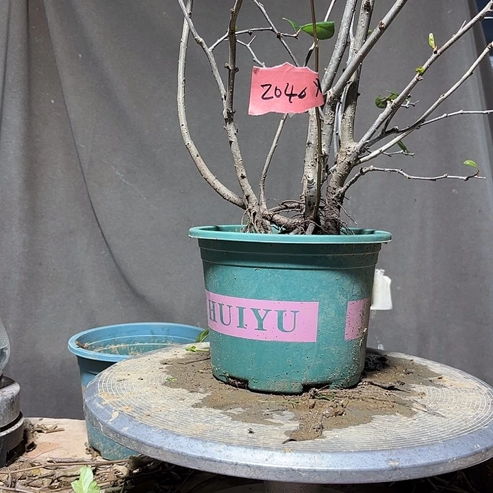 锦***，无花朵漂亮好看的花