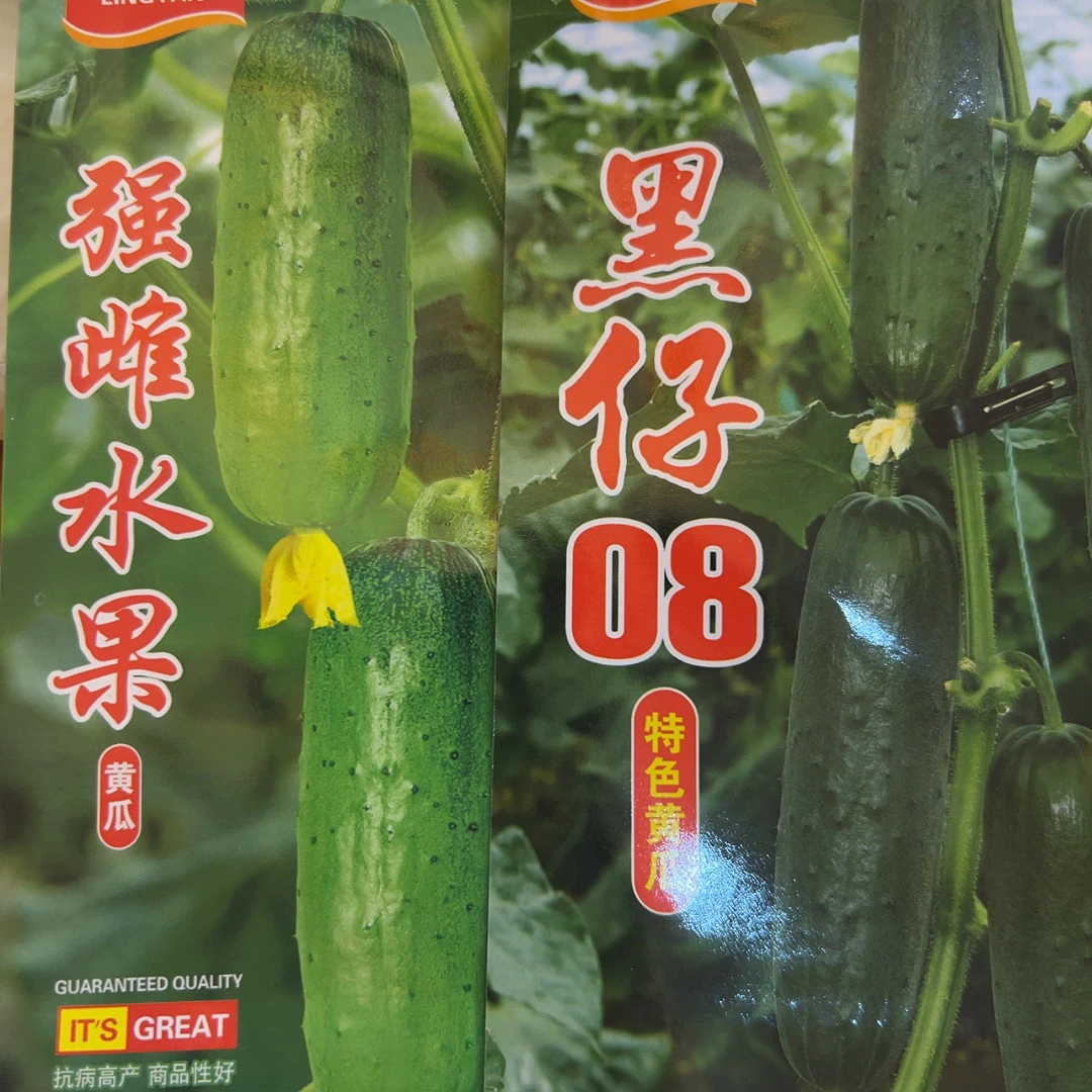 黑仔08，强雌水果黄瓜种子