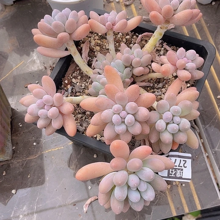 汤圆2773多肉植物