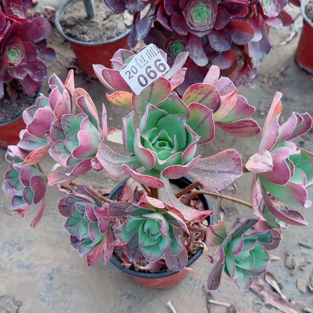 红富士多肉066满20包邮断枝不包