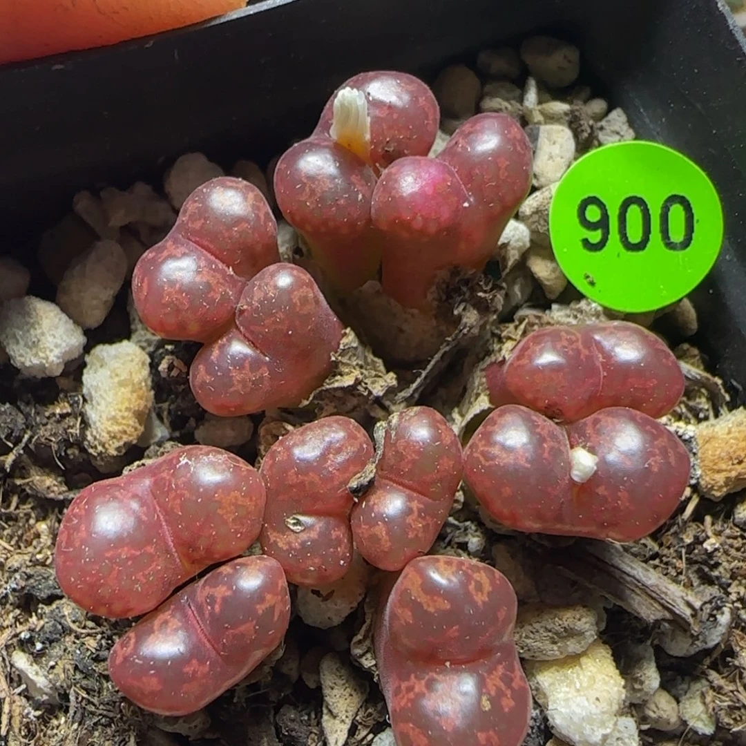 漂漂亮亮多肉植物900