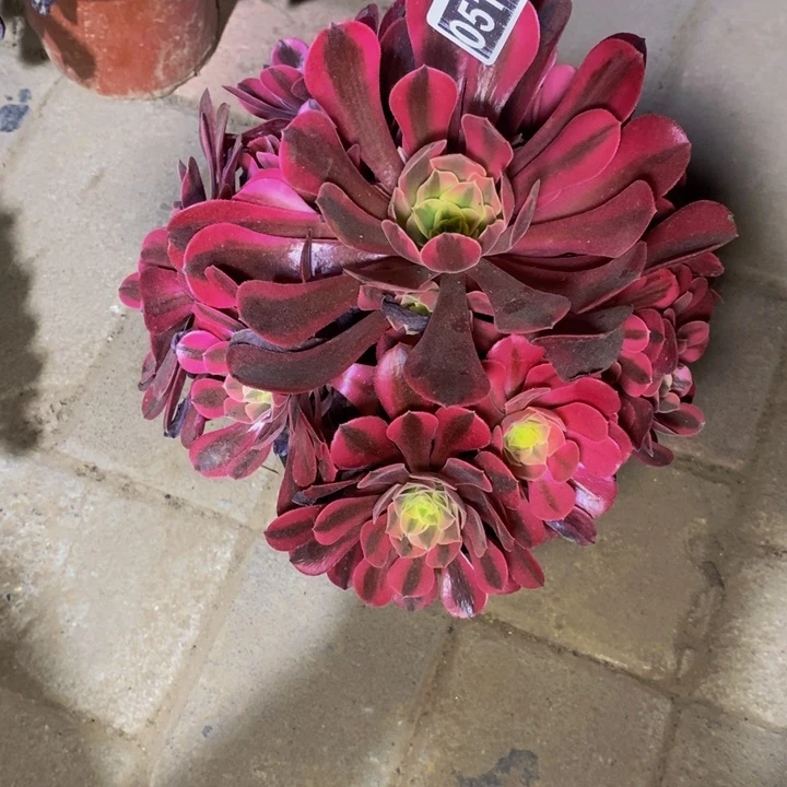 05171号粉体美杜莎