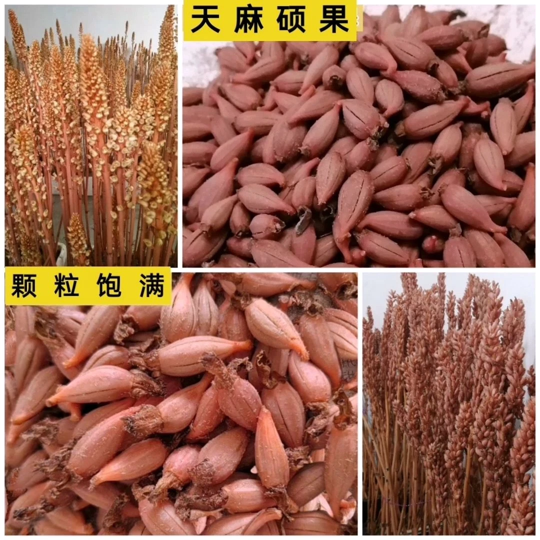 乌红杂交花粉硕果0代天麻培育零代繁殖高产天麻蒴果