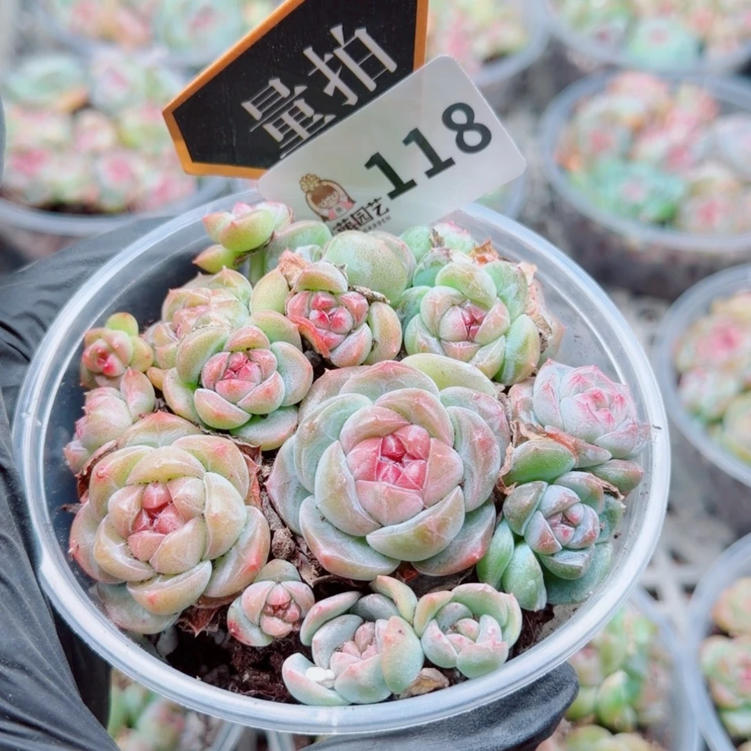 多肉植物多肉植物