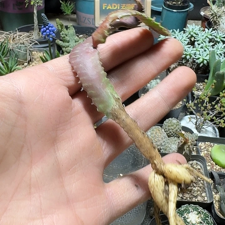 941飞龙大戟脱土发货