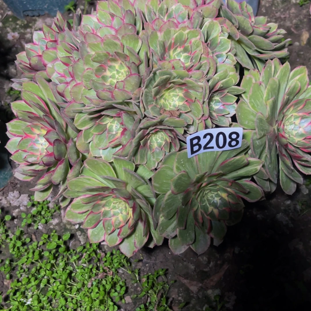 莲花座法师26//23包邮