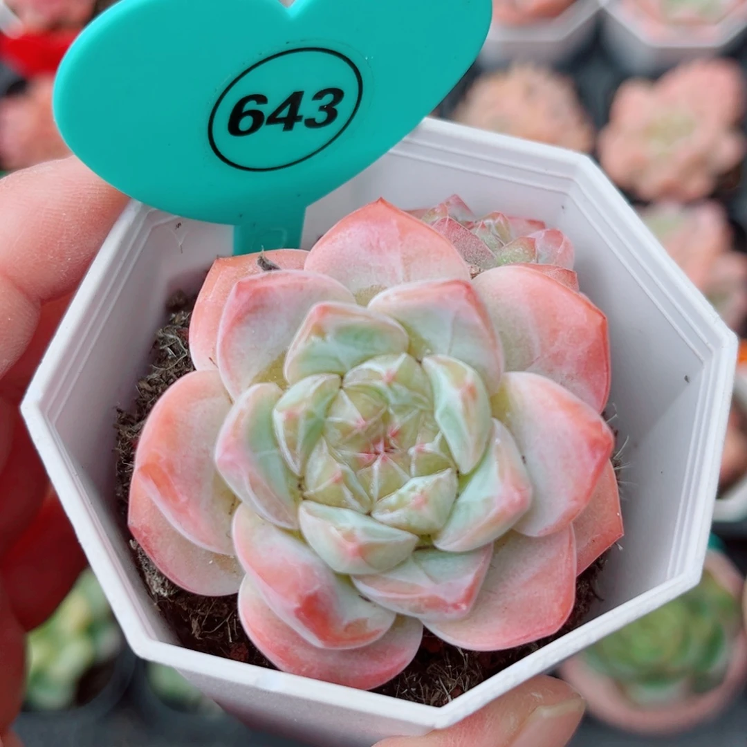 643号小老桩糖心双头