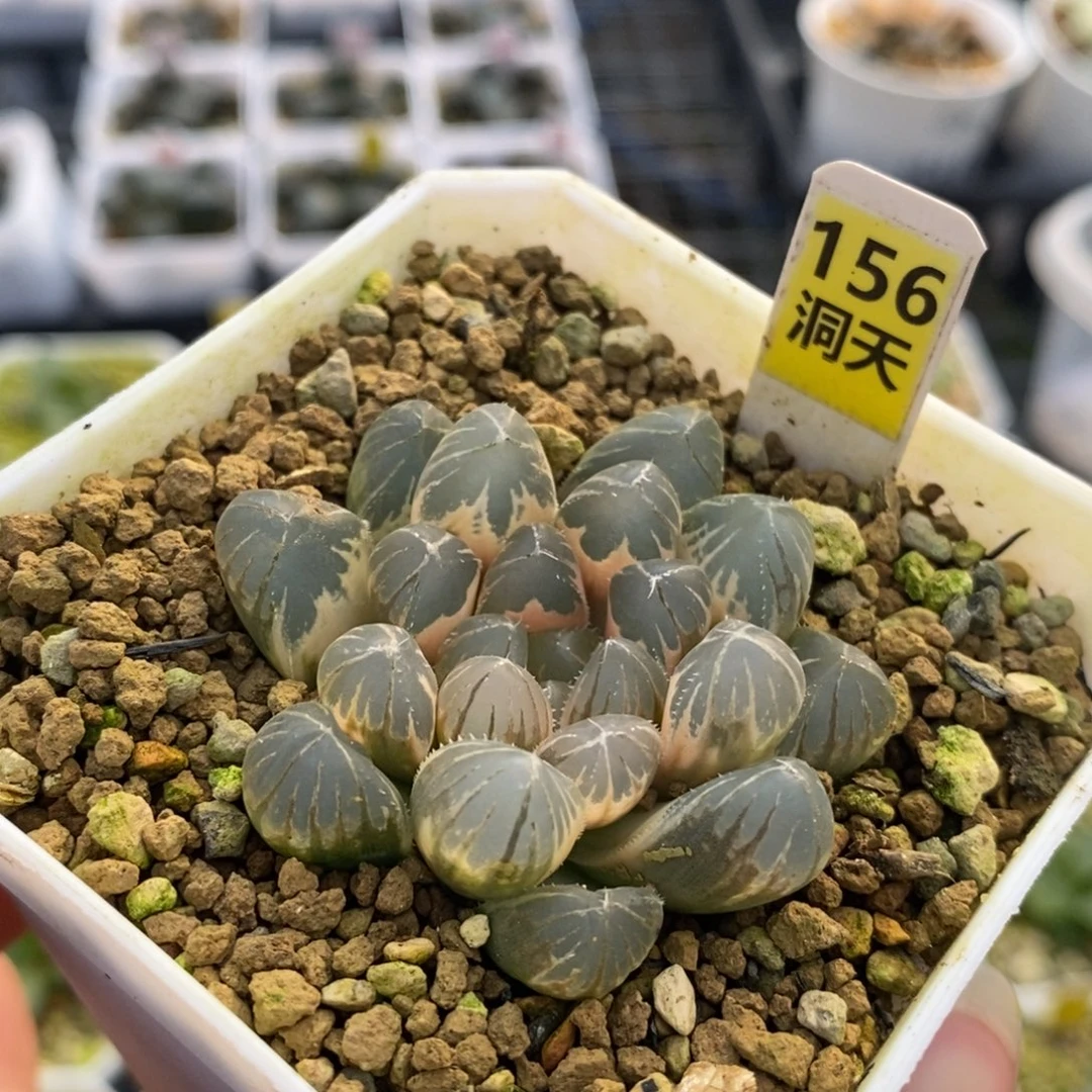 156龙珠十二卷多肉植物