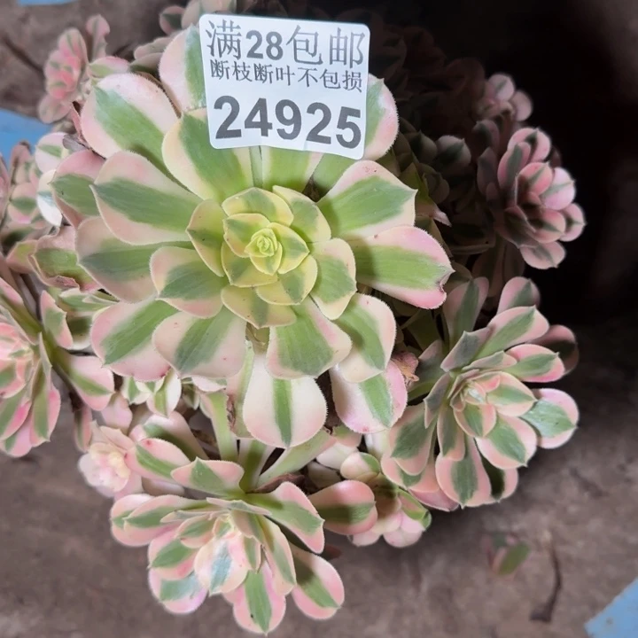 24925女巫多肉植物