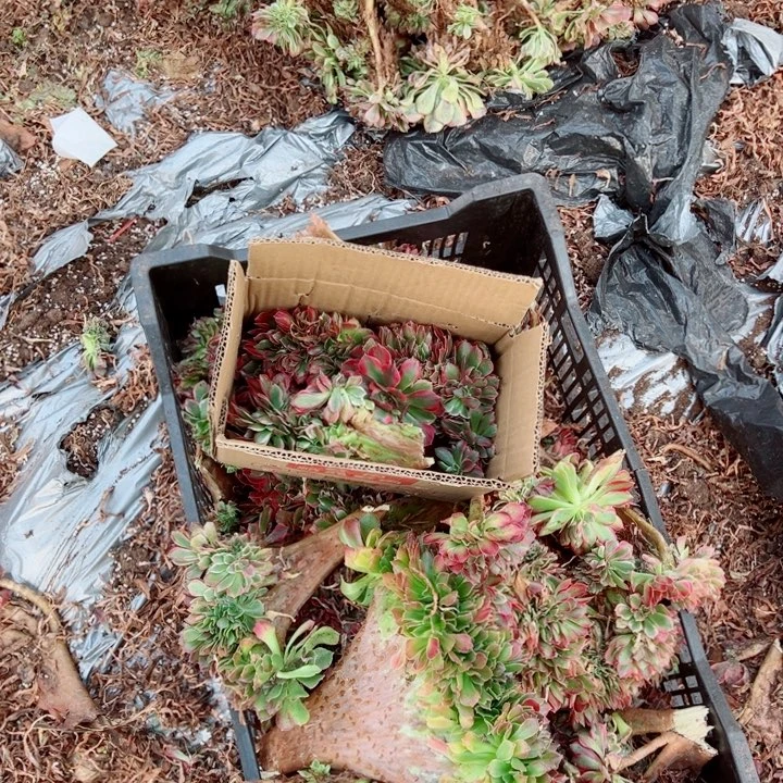 砍头苗醉话5个多肉法师